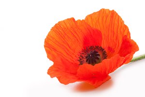 poppy
