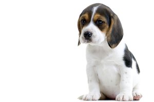 puppy