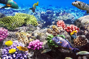 reef