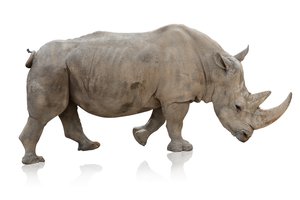 rhinoceros