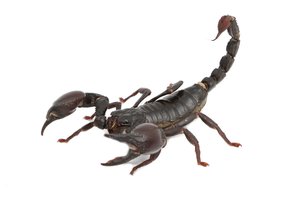 el escorpión