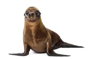 el león marino, la leona marina
