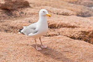la gaviota