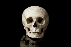 skull