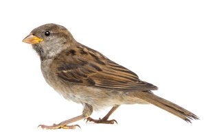 sparrow