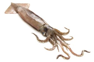 el calamar