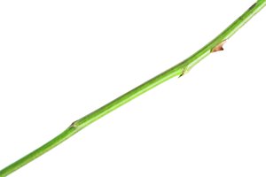 stem