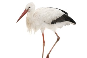 la cigüeña