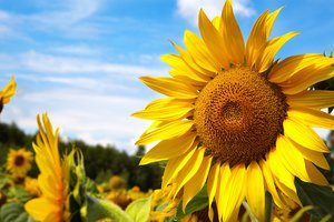 sunflower