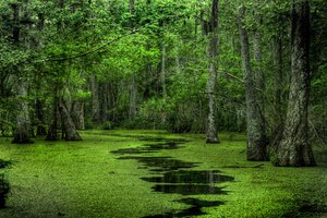 swamp