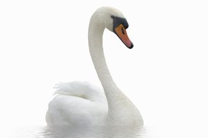 el cisne