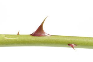 thorn