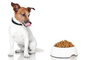 to feed the dog