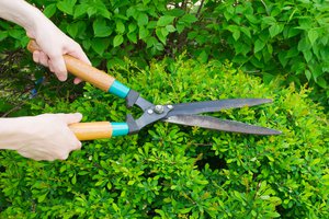 to prune