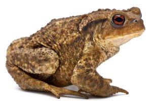 el sapo