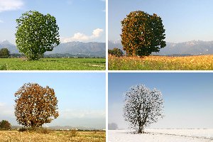 spring, summer, fall, and winter