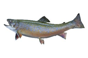 trout