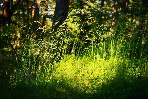undergrowth