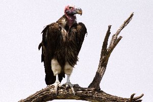 vulture