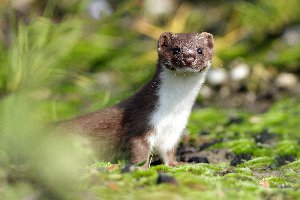 weasel