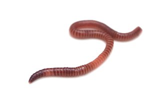 el gusano