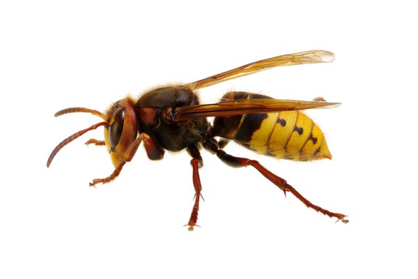 Hornet in Spanish | English to Spanish Translation - SpanishDictionary.com