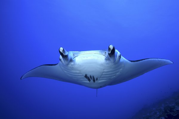 Mantarraya en inglés | Traductor de español a inglés - inglés.com