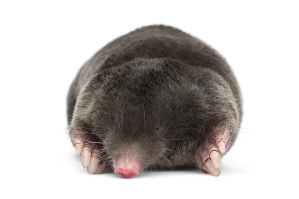 Mole in Spanish | English to Spanish Translation - SpanishDictionary.com