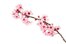 cherry blossom