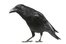 crow