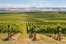 vineyard