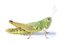 grasshopper