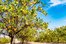 lemon tree