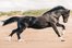 gallop
