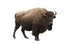 buffalo