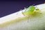 aphid