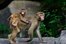 monkey