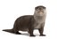 otter