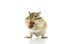 chipmunk