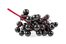 elderberry