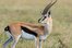 gazelle