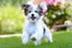 scamper