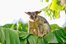 possum