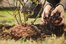 mulch