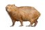 capybara