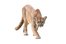 cougar