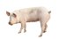 pig