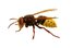 hornet
