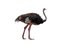 ostrich