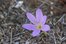 crocus